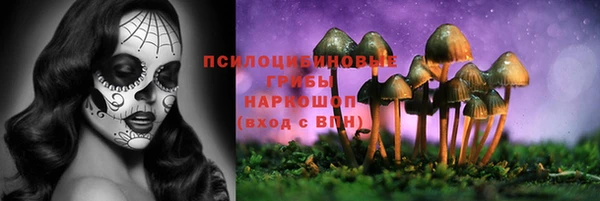 прущие грибы Бронницы
